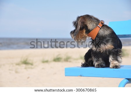 dachshund dog on the sea sitting on the benchdachshund dog on the sea sitting on the bench