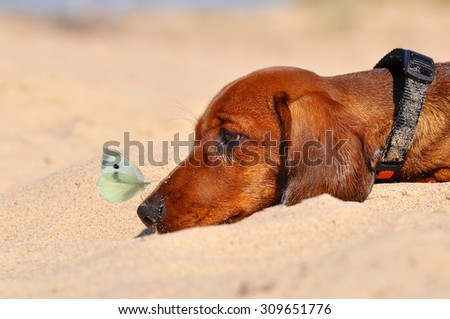 funny dachshund dog with a butterfly on the nose