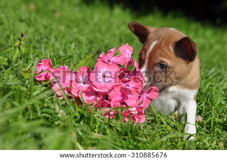 nice basenji dog puppy and flower