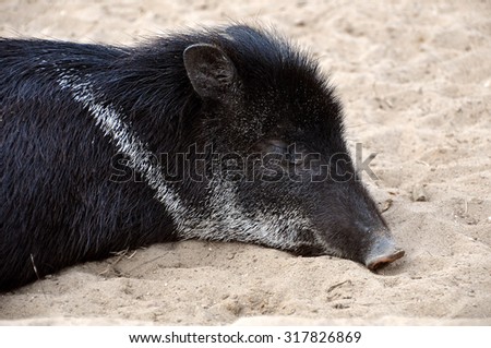 a small black pig sleeping on the sand