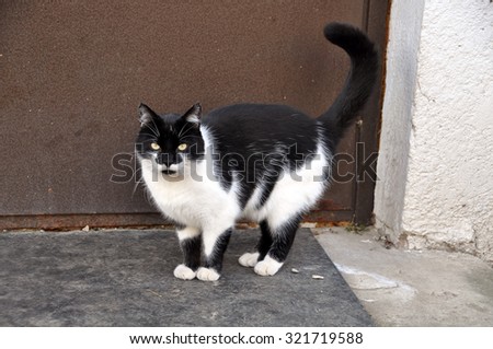 cat is waiting for the owner on the porch at the door