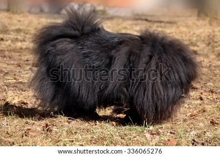 Big fluffy dog is on the dry grass. The Chow Chow is a sturdily built dog, square in profile, with a broad skull and small, triangular, erect ears with rounded tips. Dog breed originally from China