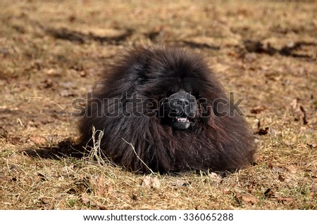 Big fluffy dog is on the dry grass. The Chow Chow is a sturdily built dog, square in profile, with a broad skull and small, triangular, erect ears with rounded tips. Dog breed originally from China