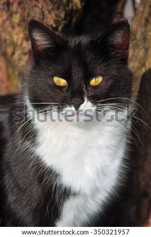 Black and white Cat portrait. halloween