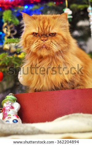Persian cat sitting in red gift box under decorated Christmas tree