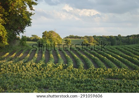 Rows of soybeans in a Minnesota field with trees and clouds in late afternoon light