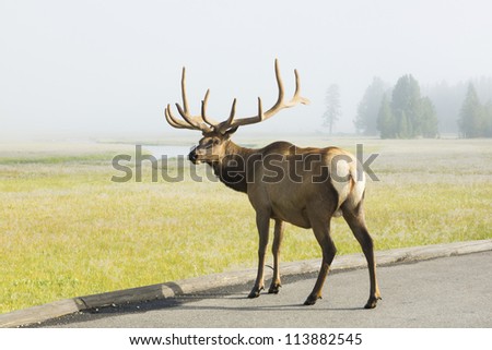 Red deer crossing the road at dawn. Yellowstone National Park, USA
