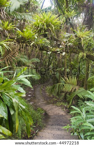 Caribbean National Forest El Yunque. Tropical rain forest. Puerto Rico
