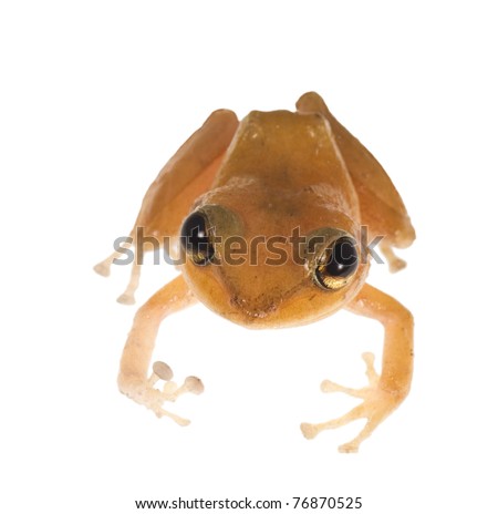 coqui frog symbol