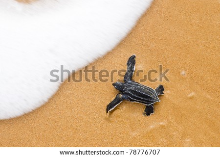 Toward the ocean. Newly hatched baby turtles in a hurry in the watery element