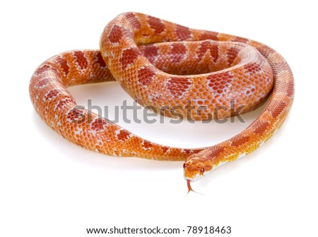 amelanistic snake