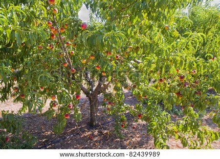 Peach tree with fruit