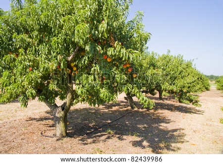 Peach orchard. Peaches ripe