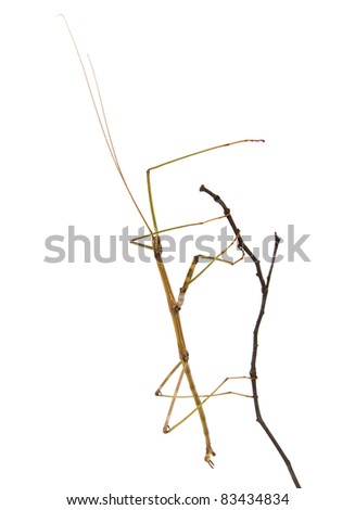 Stick Branch