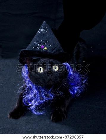 A black cat with a cap on the head witch and purple hair in a dark room