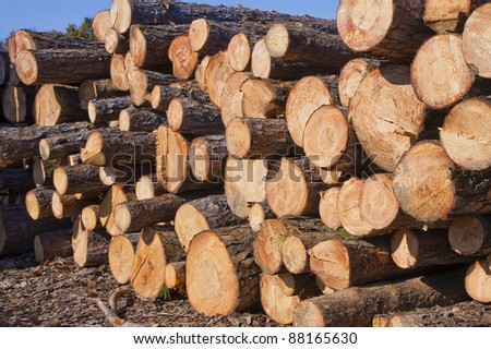 Stacked pine logs in the stack