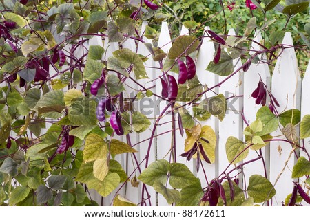 Decorative red beans (beans of fire) on a white fence.  Vertical gardening