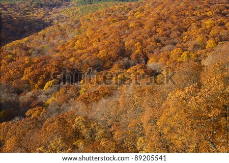 Autumn Landscape. Golden forest