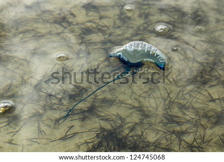 The Portuguese Man O\' War (Physalia physalis), also known as the Portuguese Man-Of-War, Man-Of-War, or Bluebottle.  Its venomous tentacles can deliver a powerful sting