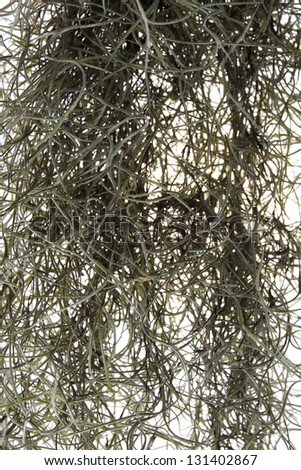 Spanish moss hanging strands