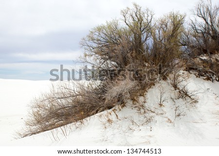 Bush Hoary Rosemary Mint, Desert Rosemary Poliomintha intsana on Gypsum plant stand in 	 White Sands National Monument