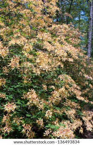 Flowering branches of Florida Flame (Rhododendron austrinum)  \