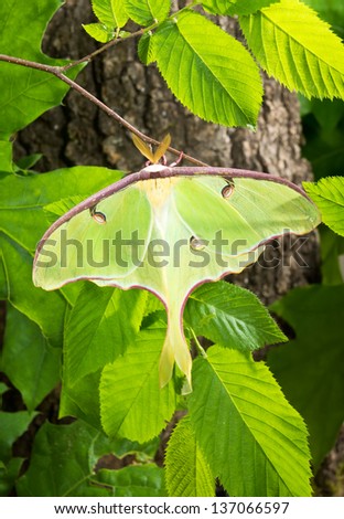 A Luna Moth (Actias luna) branch in the sun