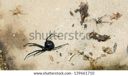 Black Widow Spider (Latrodectus hesperus) on a stone