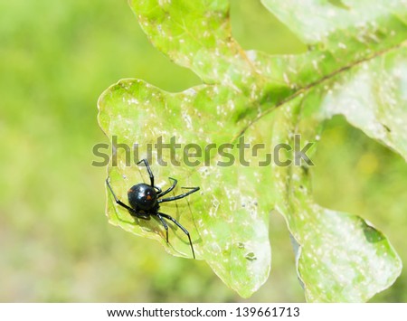 Black Widow Spider (Latrodectus hesperus) on a piece of oak. Red spots on the back