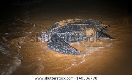 Leatherback Sea Turtle  (Dermochelys coriacea)  laying eggs after returning to the ocean