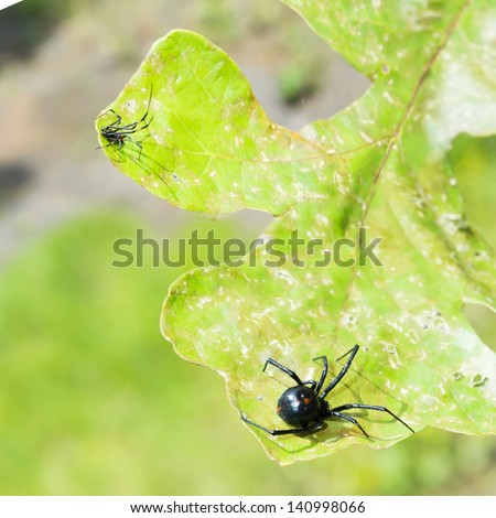 Male and female spider Black Widow (Latrodectus hesperus) on a piece of oak. Red spots on the back