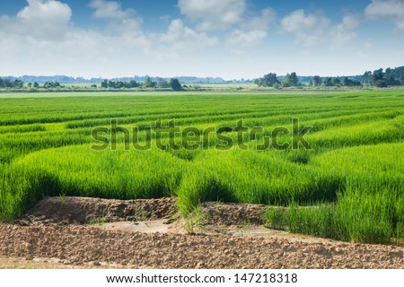 Planted rice terraces