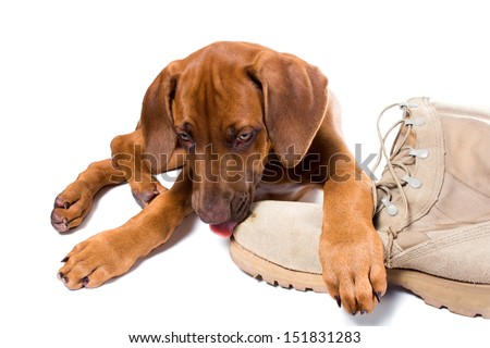 Rhodesian ridgeback puppy licks his owner army boots
