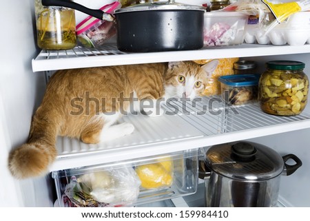 Frightened cat in the refrigerator