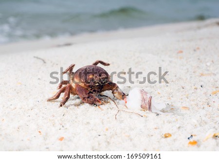 Interesting hairy crab or sleep on a sandy beach in North Florida