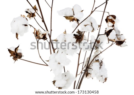 Cotton branches with open cotton bolls