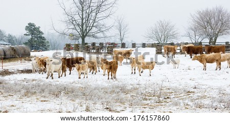 A herd of cows with calves on winter snowy field. Arkansas, United States