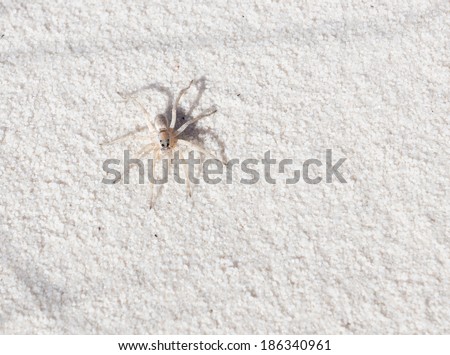 Example of mimicry: white wolf spider on a plaster sand. Top view. White Sands, New Mexico, USA
