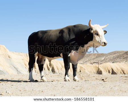 Black Texas longhorn bull breed with sawed with his horns against the sky