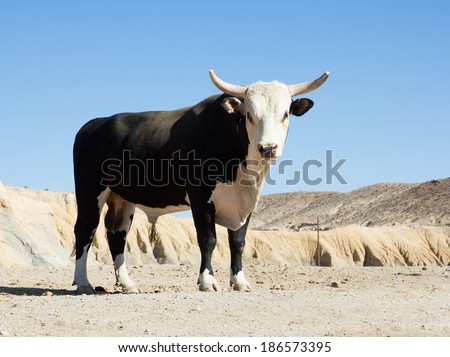 Texas longhorn bull breed with sawed with his horns against the sky