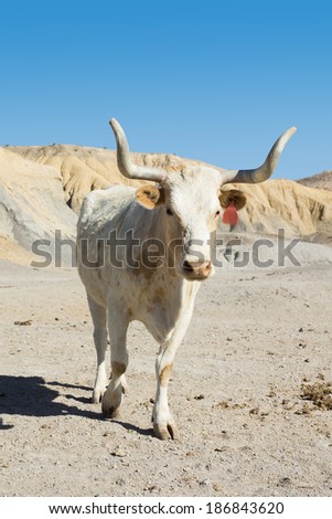 White Texas longhorn cow breed with the tips of the horns are sawed across the empty field
