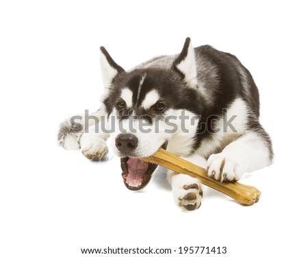 Five-month puppy Siberian Husky black and white color gnaws a bone on a white background