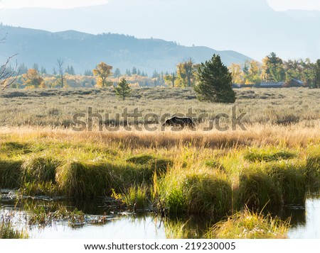 Grizzly Bear is on the field over the houses of the early morning. United States National Park Grand Teton
