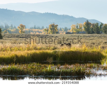 Morning walk of brown grizzly bear near homes. United States National Park Grand Teton