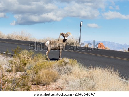 Valley of Fire State Park  (Nevada State Parks). Watch Out! Sheep on the road!