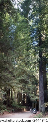 Vertical panorama of huge trees - redwoods and Redwood Road between them. California. Jedediah Smith Redwoods State Park, Howland Hill Road
