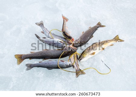 Winter fishing: trout caught on the different types of Stringer Fish Holder  in the snow