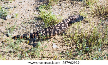 The Gila monster (Heloderma suspectum)  - venomous lizard is lifting his feet high and pokes tongue