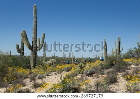 A group of tourists is on the blooming Sonoran Desert in Saguaro National Park, Arizona, USA