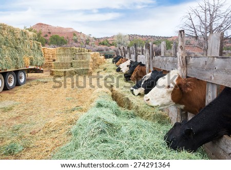 Cow chewing on one side, the other warehouse hay. America, Utah